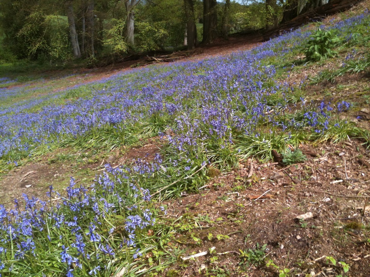 Bluebells (3)